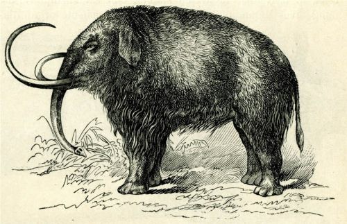 The Woolly Mammoth (Elephas primigenius) (121.3 KiB) The Woolly Mammoth (Elephas primigenius)