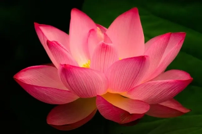 Lotus Flower (16.0 KiB) Lotus Flower